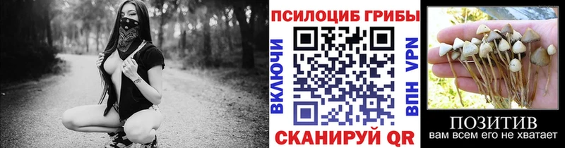 Галлюциногенные грибы Psilocybe  Купить закладки  Беломорск 